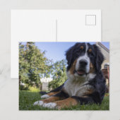 Berner Hund Leder Postkarte (Vorne/Hinten)
