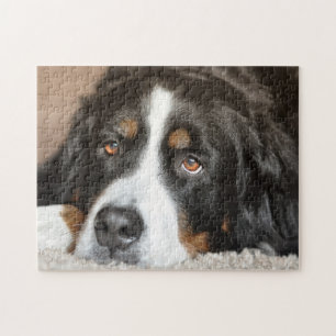 Berner Hund Puzzle