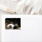 Berner Hund schlafend (Insitu)