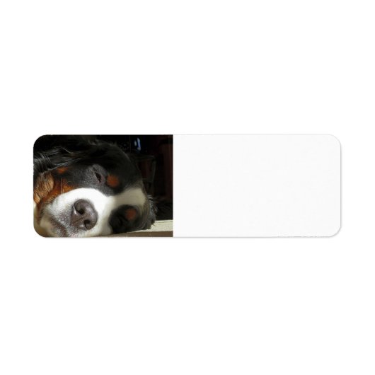 Berner Hund schlafend (Vorne)