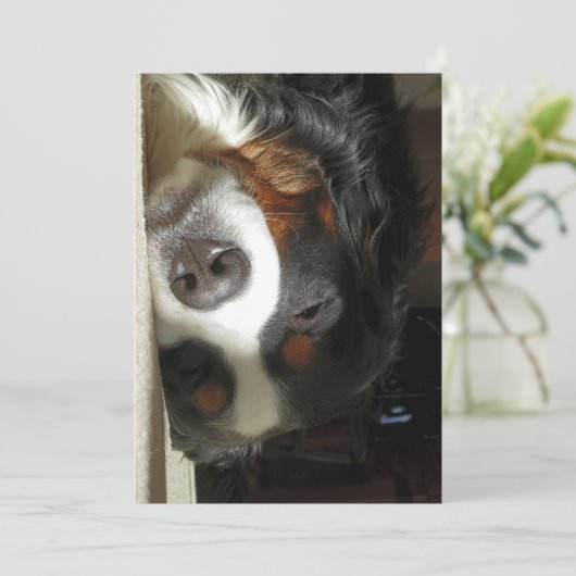 Berner Hund schlafend Dankeskarte (Stehend Vorderseite)
