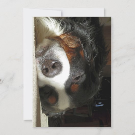 Berner Hund schlafend Einladung (Vorderseite)