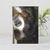 Berner Hund schlafend Einladung (Stehend Vorderseite)