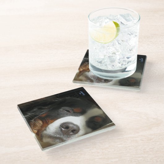 Berner Hund schlafend Glasuntersetzer (Schrägansicht)