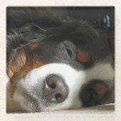 Berner Hund schlafend Glasuntersetzer (Vorderseite)