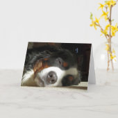 Berner Hund schlafend Karte (Gelbe Blume)