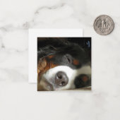 Berner Hund schlafend Mitteilungskarte (Vorderseite/Rückseite Beispiel)