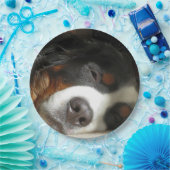 Berner Hund schlafend Pappteller (Party)