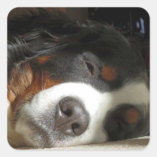 Berner Hund schlafend Quadratischer Aufkleber (Vorderseite)