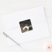 Berner Hund schlafend Quadratischer Aufkleber (Umschlag)