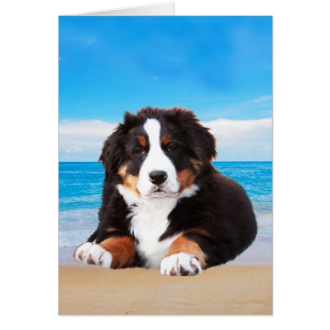 Berner Hund sitzend am Strand (Vorne)