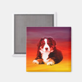 Berner Hund sitzend am Strand Magnet (Vorderseite/Rückseite)