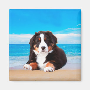 Berner Hund sitzend am Strand Magnet