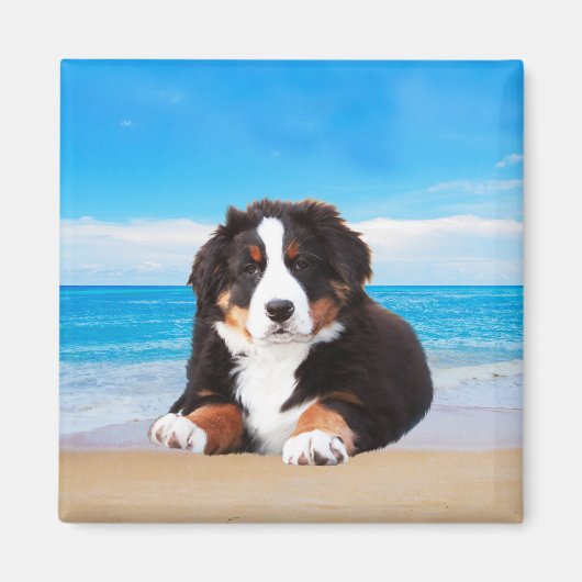 Berner Hund sitzend am Strand Magnet (Vorne)