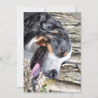 Berner Hund vierter Geburtstag Einladung