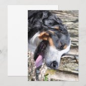 Berner Hund vierter Geburtstag Einladung (Vorne/Hinten)