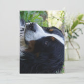 Berner Hund zum zweiten Geburtstag Einladung (Stehend Vorderseite)