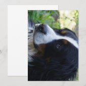 Berner Hund zum zweiten Geburtstag Einladung (Vorne/Hinten)