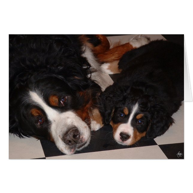 Berner Hunde Kopf (Vorderseite (Horizontal))