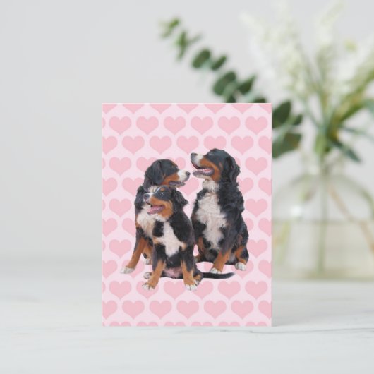 Berner Hunde mit rosa Herzen Postkarte (Stehend Vorderseite)