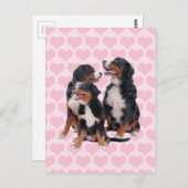 Berner Hunde mit rosa Herzen Postkarte (Vorne/Hinten)