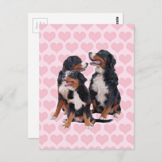 Berner Hunde mit rosa Herzen Postkarte (Vorne/Hinten)