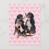 Berner Hunde mit rosa Herzen Postkarte (Vorderseite)