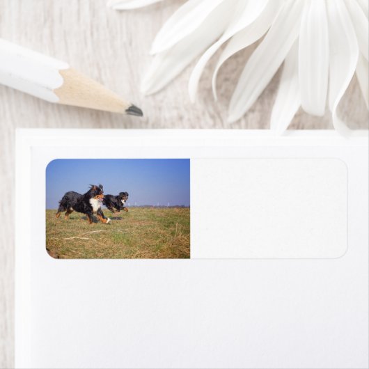 Berner Hundegruppe zweite (Insitu)