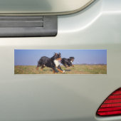 Berner Hundegruppe zweite Autoaufkleber (Auf Auto)