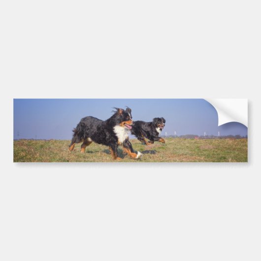 Berner Hundegruppe zweite Autoaufkleber (Vorne)
