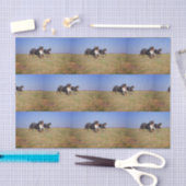 Berner Hundegruppe zweite Seidenpapier (Handwerk)