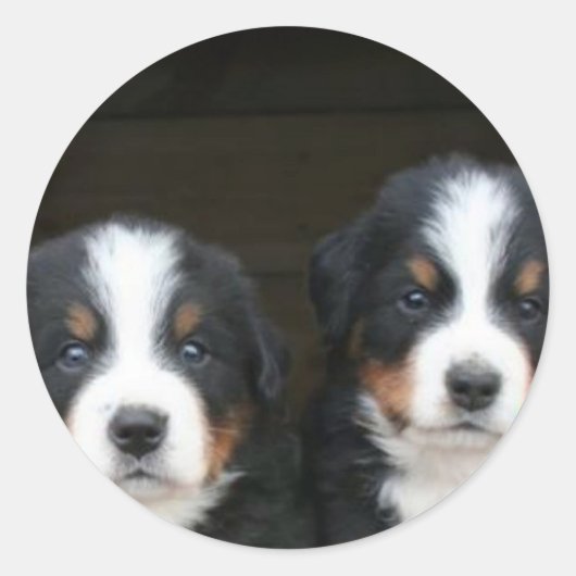 Berner Hundehund-Aufkleber Runder Aufkleber (Vorderseite)