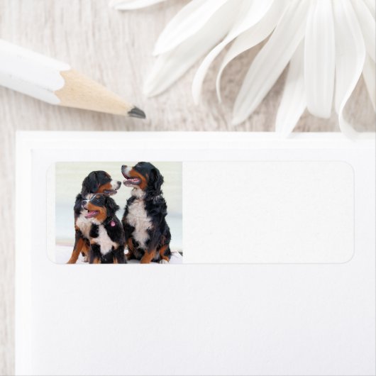 Berner Hundengruppe (Insitu)