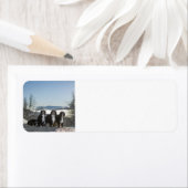 Berner Hundengruppe (Insitu)