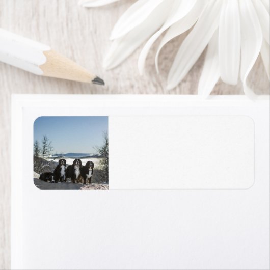 Berner Hundengruppe (Insitu)