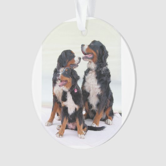 Berner Hundengruppe Ornament (Vorderseite)