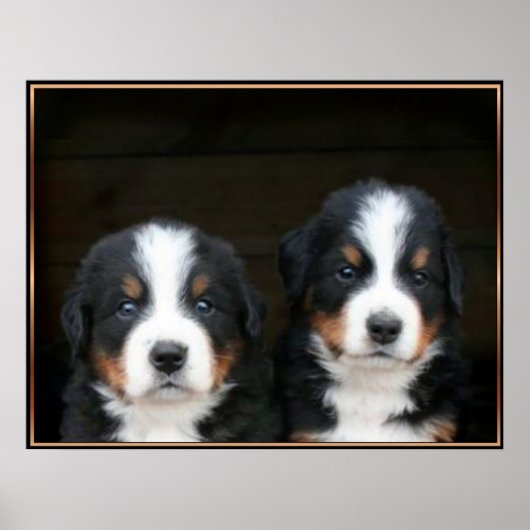 Berner Hundeposter Poster (Vorne)