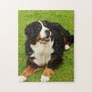 Berner Hundepuzzle Puzzle