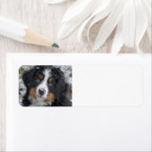 Berner Hundewelpe (Insitu)