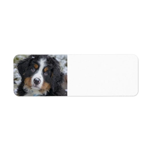 Berner Hundewelpe (Vorne)