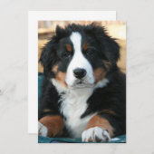 Berner Hundewelpe Dankeskarte (Vorne/Hinten)