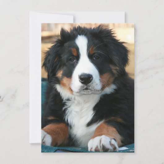 Berner Hundewelpe Dankeskarte (Vorderseite)