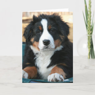 Berner Hundewelpe Dankeskarte