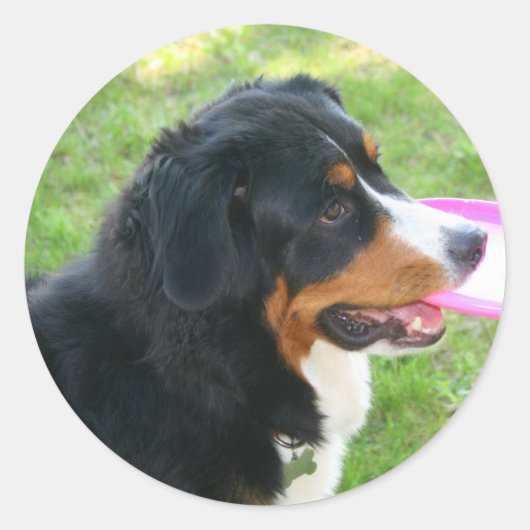 Berner mit Frisbee Runder Aufkleber (Vorderseite)