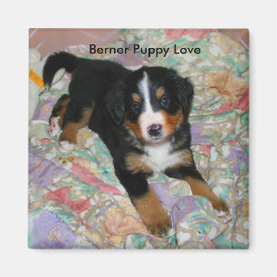 Berner Puppy Liebe Magnet