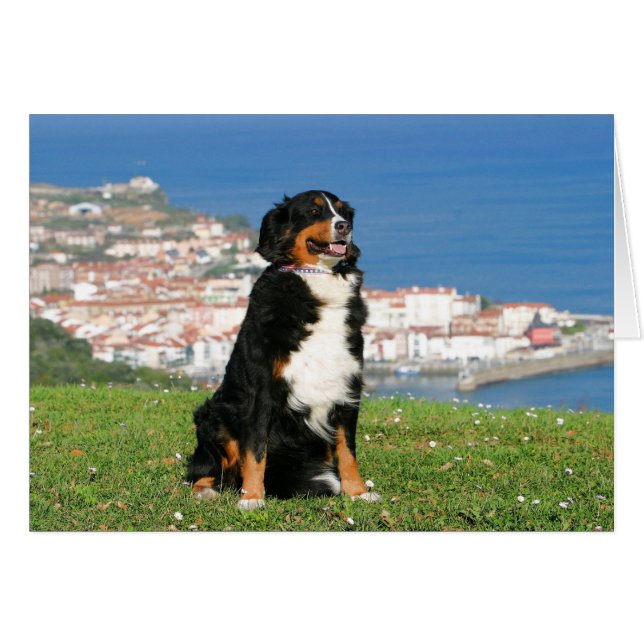 Berner Rinderhund posiert am Strand (Vorderseite (Horizontal))