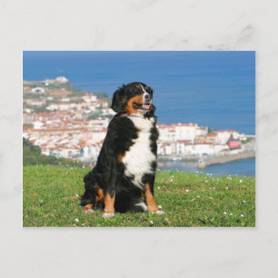 Berner Rinderhund posiert am Strand Postkarte
