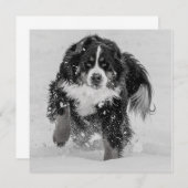 Berner Sennenhund (Vorne/Hinten)