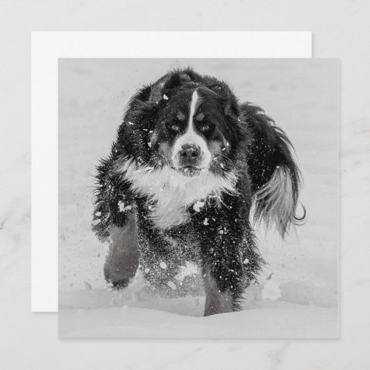 Berner Sennenhund (Vorne/Hinten)