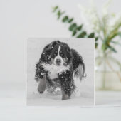 Berner Sennenhund (Stehend Vorderseite)